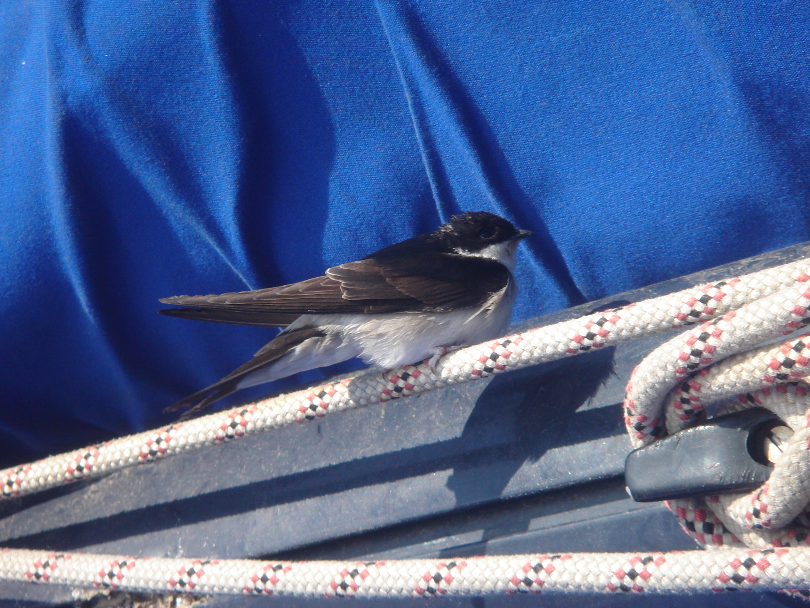 storm petrel storm petrel